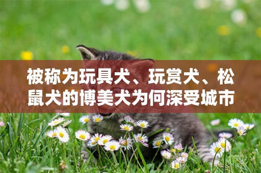 被稱為玩具犬、玩賞犬、松鼠犬的博美犬為何深受城市家庭的喜愛？ 