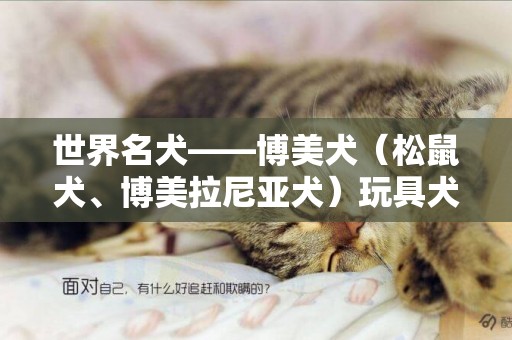 世界名犬——博美犬（松鼠犬、博美拉尼亞犬）玩具犬 