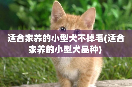 適合家養的小型犬不掉毛(適合家養的小型犬品種) 