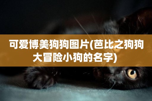 可愛博美狗狗圖片(芭比之狗狗大冒險小狗的名字) 