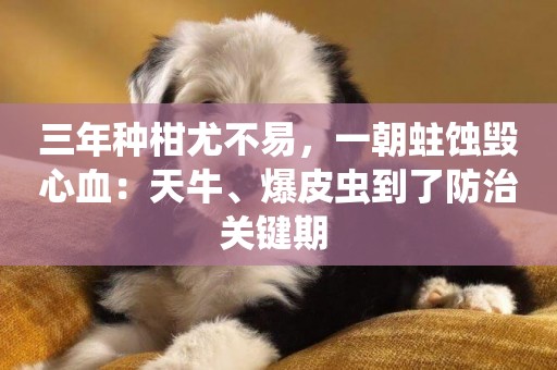 三年種柑尤不易，一朝蛀蝕毀心血：天牛、爆皮蟲到了防治關鍵期 