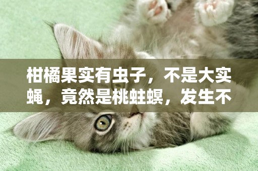 柑橘果實有蟲子，不是大實蠅，竟然是桃蛀螟，發生不多危害不小 