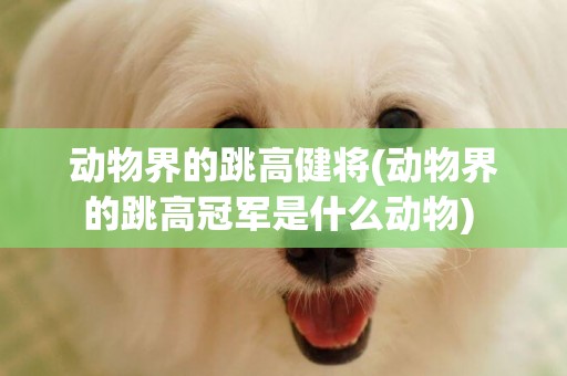 動物界的跳高健將(動物界的跳高冠軍是什么動物) 