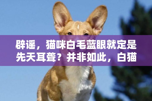 辟謠，貓咪白毛藍眼就定是先天耳聾？并非如此，白貓也能很健康 