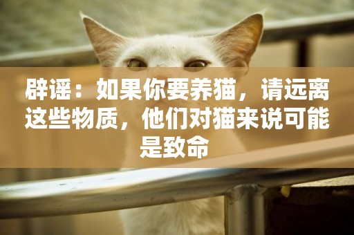 辟謠：如果你要養貓，請遠離這些物質，他們對貓來說可能是致命 