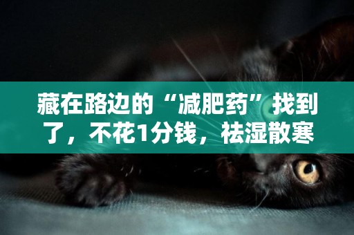 藏在路邊的“減肥藥”找到了，不花1分錢，祛濕散寒，女性要多吃 