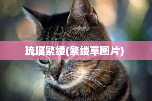 琉璃繁縷(繁縷草圖片) 