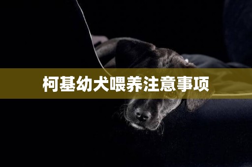 柯基幼犬喂養注意事項