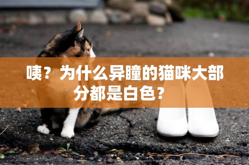 咦？為什么異瞳的貓咪大部分都是白色？ 