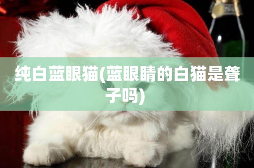 純白藍眼貓(藍眼睛的白貓是聾子嗎) 