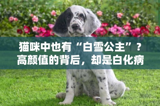 貓咪中也有“白雪公主”？高顏值的背后，卻是白化病的困擾 