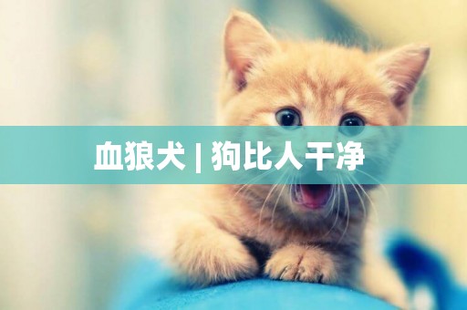 血狼犬 | 狗比人干凈 