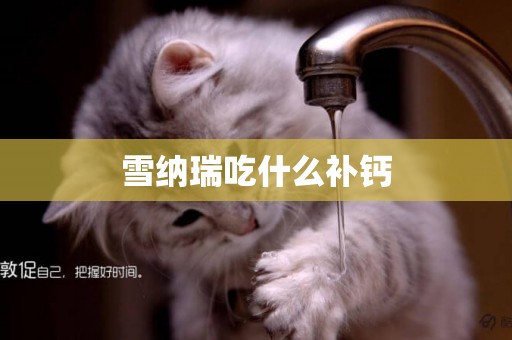 雪納瑞吃什么補鈣