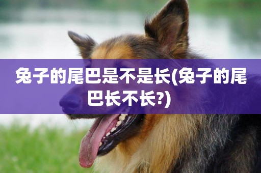 兔子的尾巴是不是長(兔子的尾巴長不長?) 