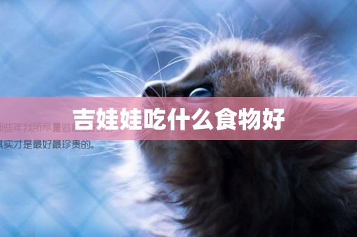 吉娃娃吃什么食物好