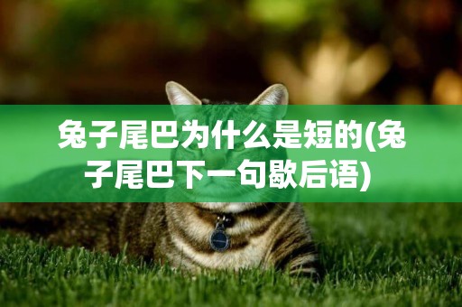 兔子尾巴為什么是短的(兔子尾巴下一句歇后語) 