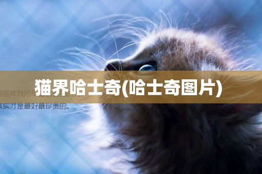 貓界哈士奇(哈士奇圖片) 