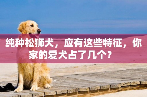 純種松獅犬，應有這些特征，你家的愛犬占了幾個？ 