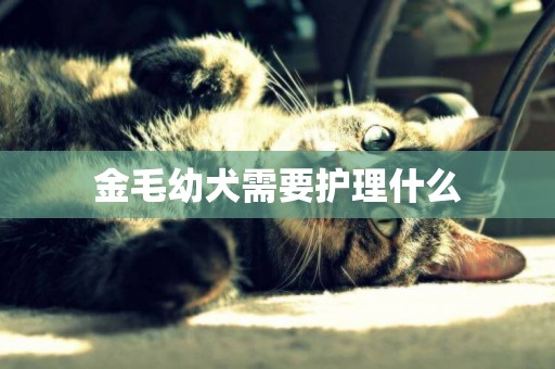 金毛幼犬需要護理什么