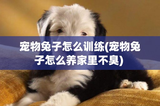 寵物兔子怎么訓練(寵物兔子怎么養家里不臭) 