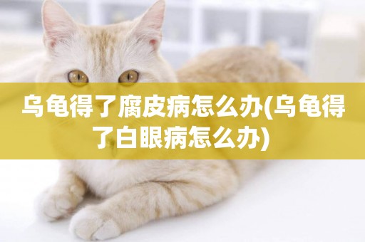 烏龜得了腐皮病怎么辦(烏龜得了白眼病怎么辦) 
