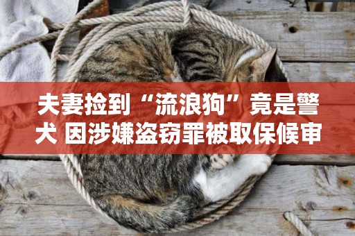 夫妻撿到“流浪狗”竟是警犬 因涉嫌盜竊罪被取保候審 