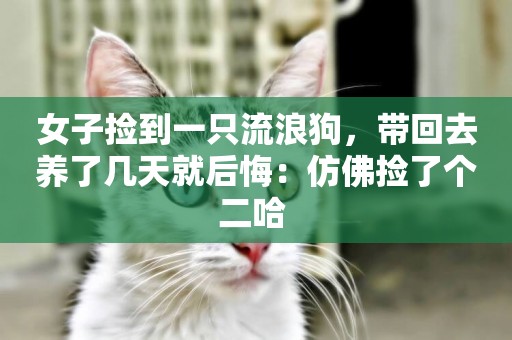 女子撿到一只流浪狗，帶回去養了幾天就后悔：仿佛撿了個二哈 