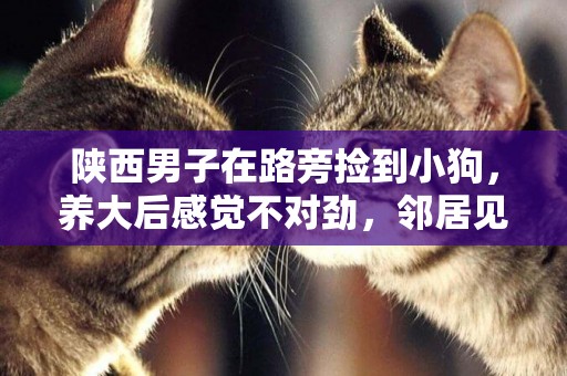 陜西男子在路旁撿到小狗，養大后感覺不對勁，鄰居見后直接報警 