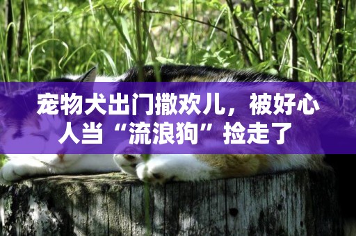寵物犬出門撒歡兒，被好心人當“流浪狗”撿走了 