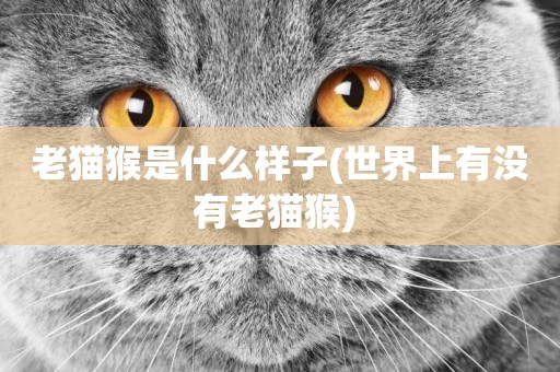 老貓猴是什么樣子(世界上有沒有老貓猴) 