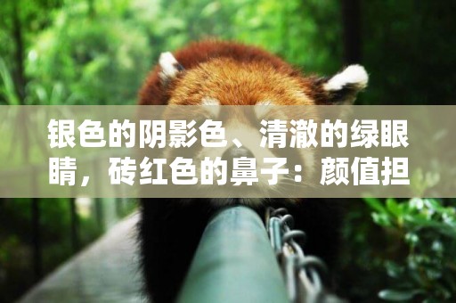 銀色的陰影色、清澈的綠眼睛，磚紅色的鼻子：顏值擔當名副其實 
