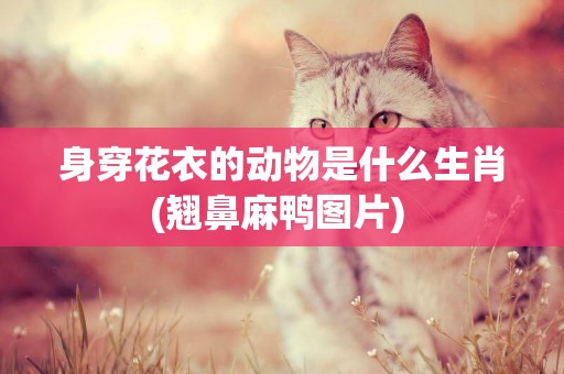 身穿花衣的動物是什么生肖(翹鼻麻鴨圖片) 