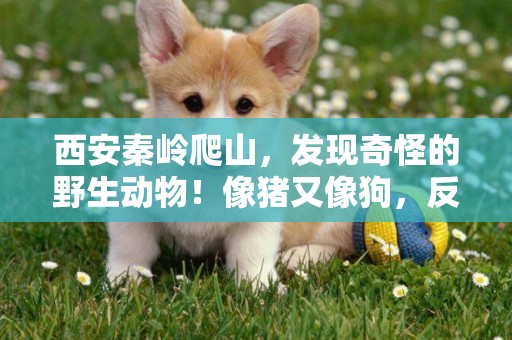 西安秦嶺爬山，發現奇怪的野生動物！像豬又像狗，反應遲鈍不怕人 