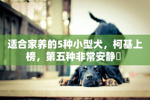 適合家養的5種小型犬，柯基上榜，第五種非常安靜? 