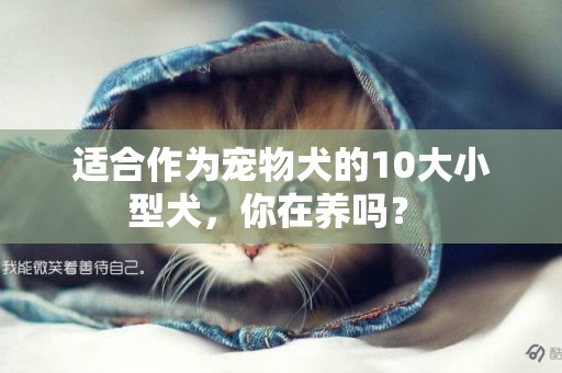 適合作為寵物犬的10大小型犬，你在養嗎？ 