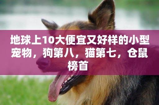 地球上10大便宜又好樣的小型寵物，狗第八，貓第七，倉鼠榜首 