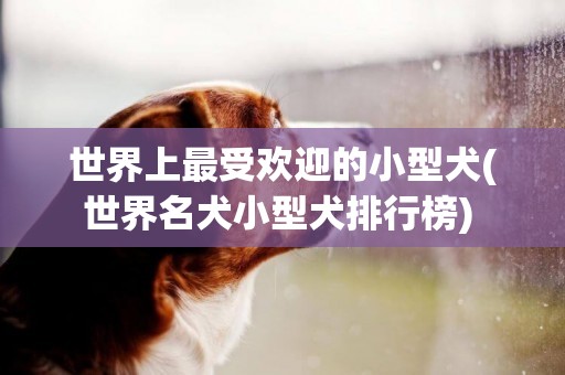 世界上最受歡迎的小型犬(世界名犬小型犬排行榜) 