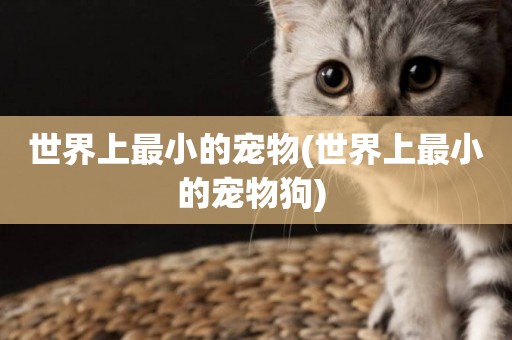 世界上最小的寵物(世界上最小的寵物狗) 