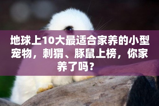 地球上10大最適合家養的小型寵物，刺猬、豚鼠上榜，你家養了嗎？ 