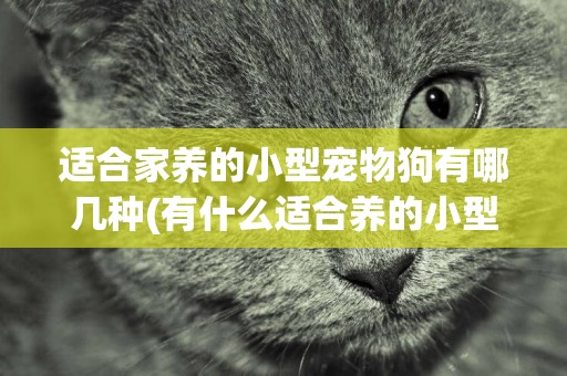 適合家養的小型寵物狗有哪幾種(有什么適合養的小型寵物) 