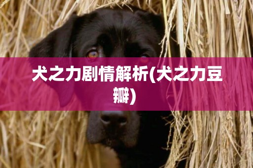 犬之力劇情解析(犬之力豆瓣) 