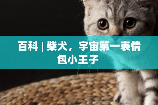 百科 | 柴犬，宇宙第一表情包小王子 