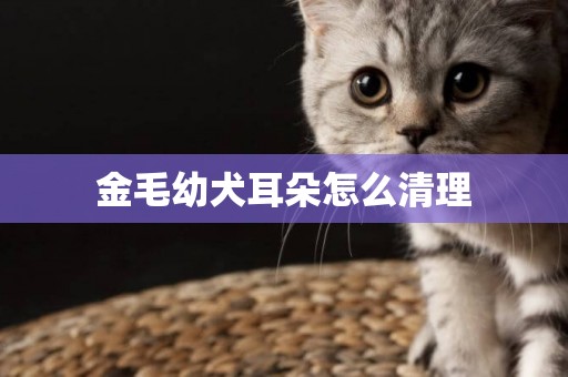 金毛幼犬耳朵怎么清理