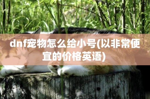 dnf寵物怎么給小號(以非常便宜的價格英語) 