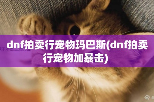 dnf拍賣行寵物瑪巴斯(dnf拍賣行寵物加暴擊) 