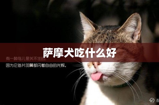 薩摩犬吃什么好