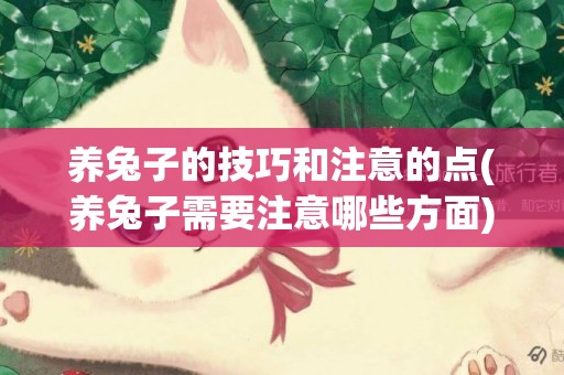 養兔子的技巧和注意的點(養兔子需要注意哪些方面) 