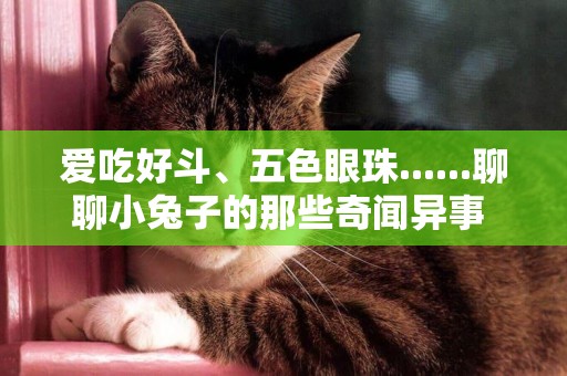 愛吃好斗、五色眼珠......聊聊小兔子的那些奇聞異事 