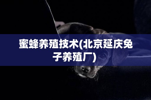 蜜蜂養殖技術(北京延慶兔子養殖廠) 
