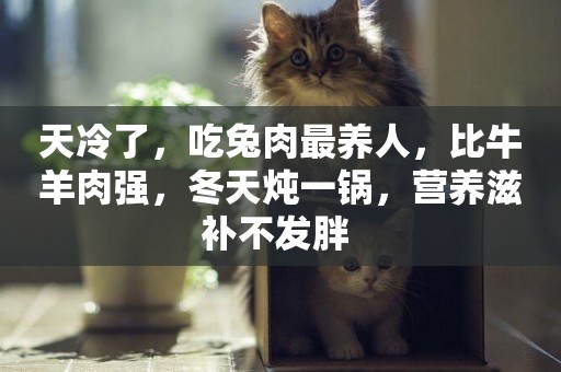 天冷了，吃兔肉最養人，比牛羊肉強，冬天燉一鍋，營養滋補不發胖 